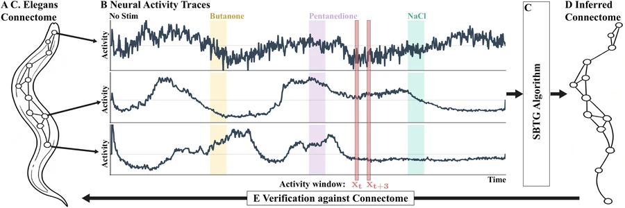 Overview of inferring neural connections from C. elegans activity recordings and checking the inferred network against anatomy.