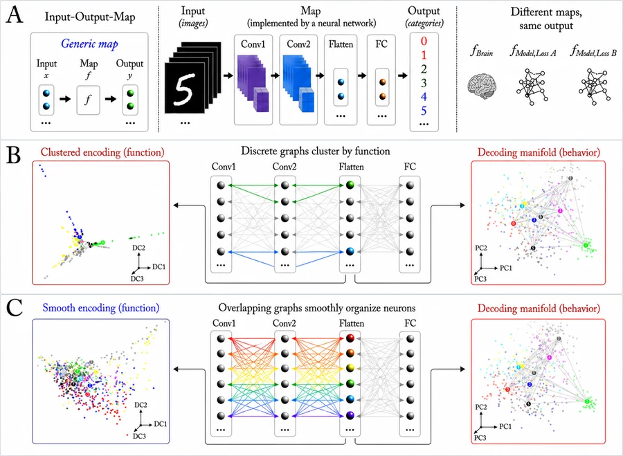Different neural organizations produce similar decoding representations: clustered and smooth encoding manifolds compared side by side.